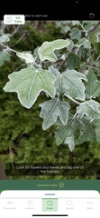 Populus alba