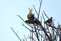Psittacara leucophthalmus