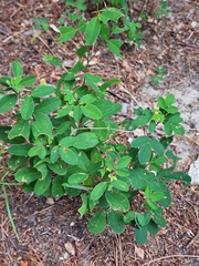 Lespedeza violacea