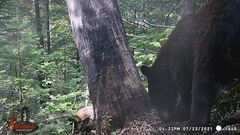 Ursus americanus machetes