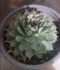 Angiospermae
