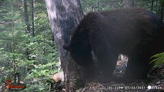 Ursus americanus machetes