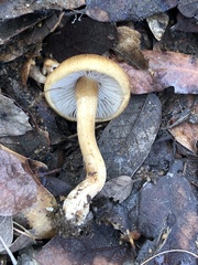 Agaricales
