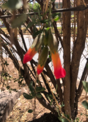Magnoliopsida