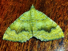 Camptogramma bilineata