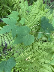 Ampelopsis glandulosa