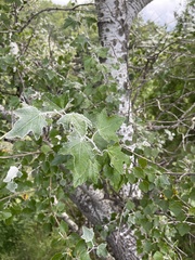 Populus alba