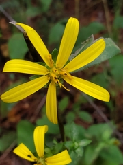 Silphium asteriscus