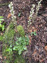 Goodyera oblongifolia