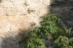 Sceloporus poinsettii