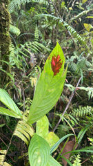 Columnea
