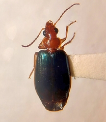 Lebia