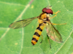 Meliscaeva cinctella