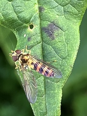 Meliscaeva cinctella