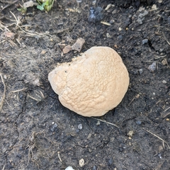 Calvatia craniiformis