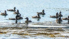 Somateria mollissima