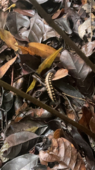Nyssodesmus python