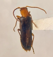 Xanthochroina