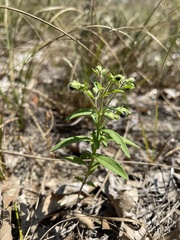 Trichostema dichotomum