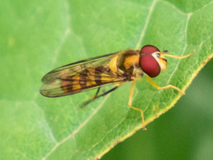 Meliscaeva cinctella