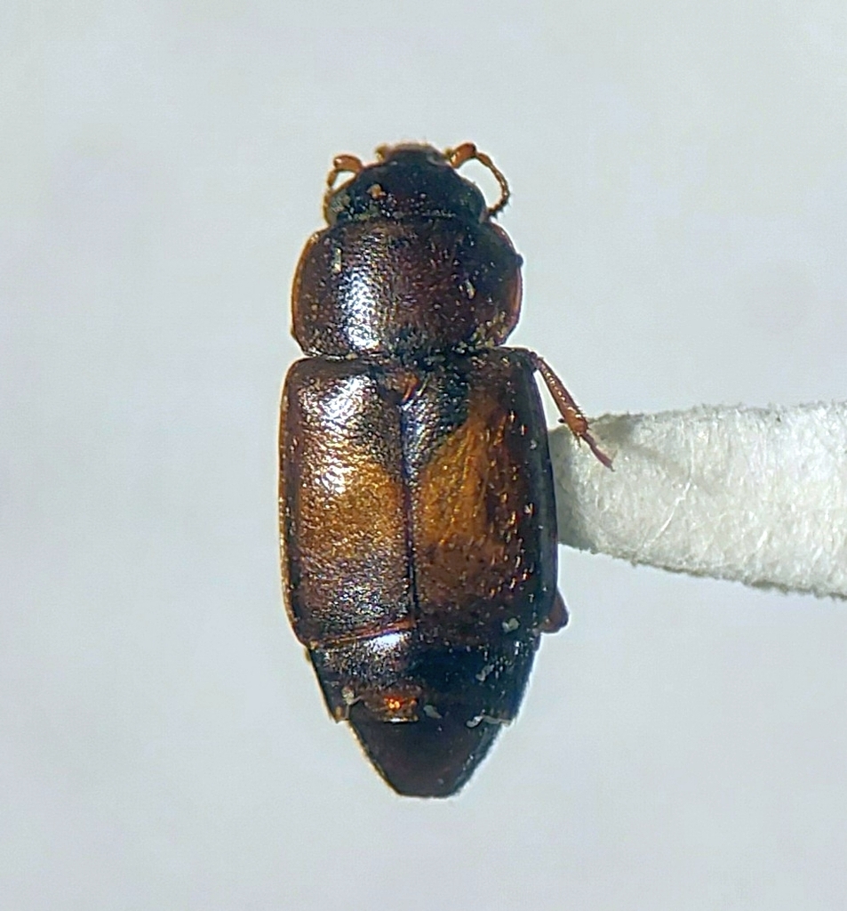 Disk-shaped Sap Beetle