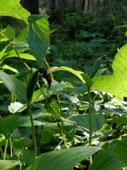 Cypripedium calceolus