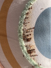 Crematogaster laeviuscula