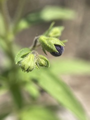 Trichostema dichotomum