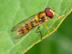 Meliscaeva cinctella