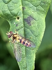 Meliscaeva cinctella
