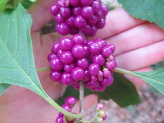 Callicarpa americana