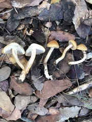 Agaricales