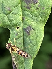 Meliscaeva cinctella