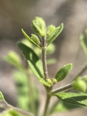 Trichostema dichotomum