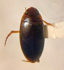 Dytiscidae