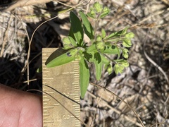 Trichostema dichotomum