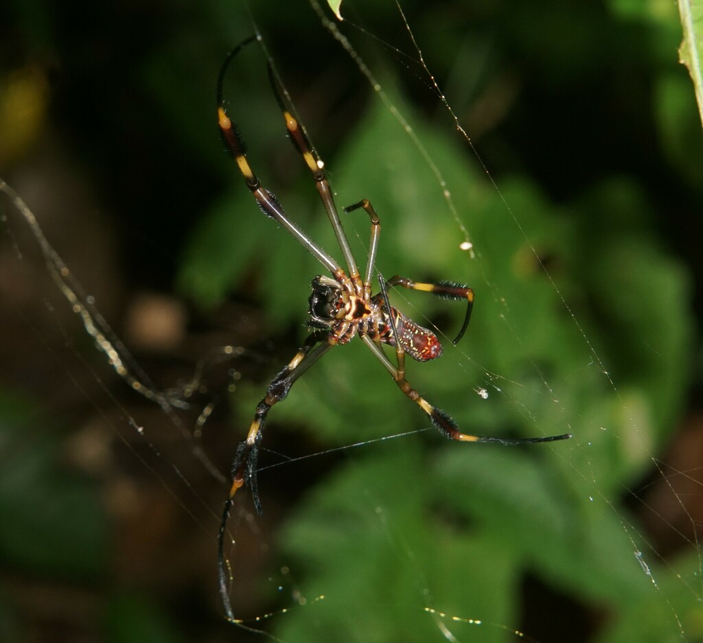 Golden Silk Spider from Villanueva, Honduras on August 25, 2022 at 12: ...