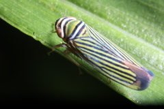 Tylozygus bifidus