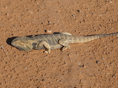 Pogona vitticeps