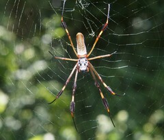 Trichonephila clavipes