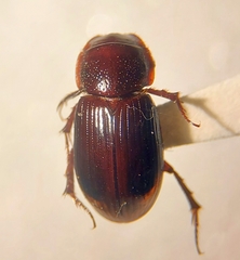 Aphodiinae