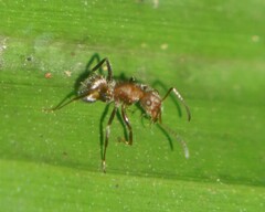 Camponotus planatus