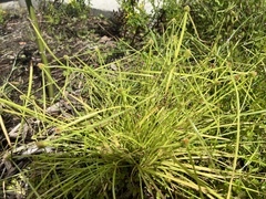 Cyperus metzii image