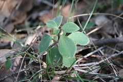 Peperomia leptostachya