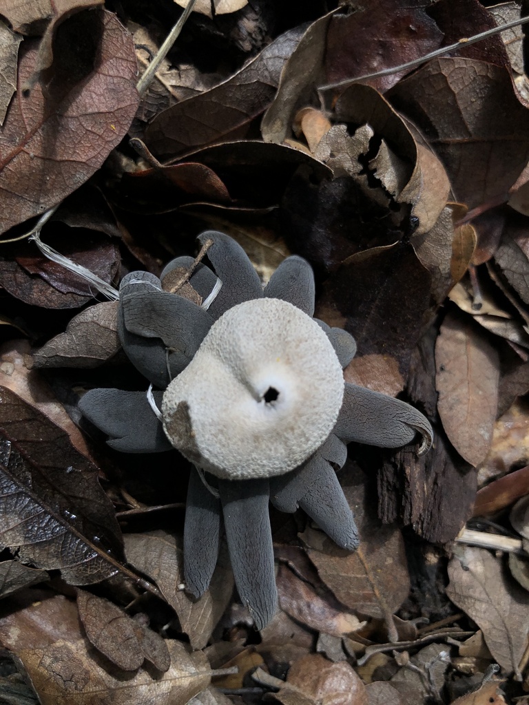 Astraeus morganii