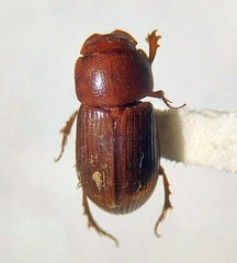 Aphodiinae