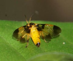 Tenthredinoidea