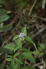 Mentha canadensis