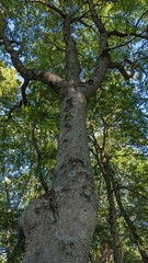 Celtis laevigata