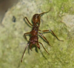 Ectatomma tuberculatum